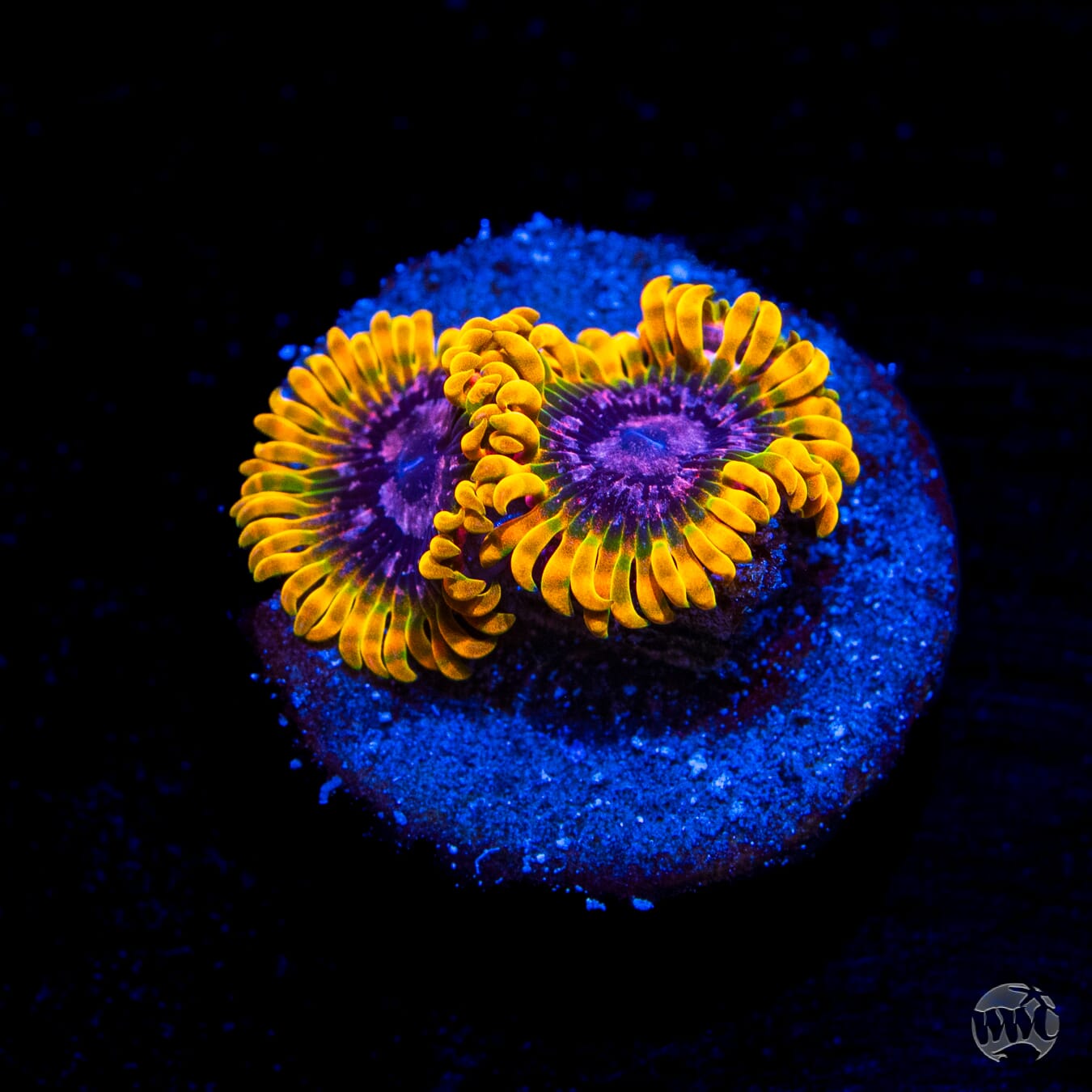 Jason Fox Acid Reflux Zoanthids