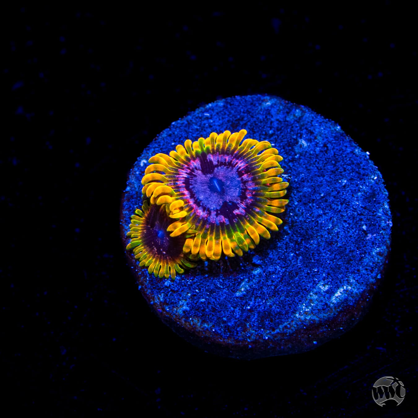 Jason Fox Acid Reflux Zoanthids