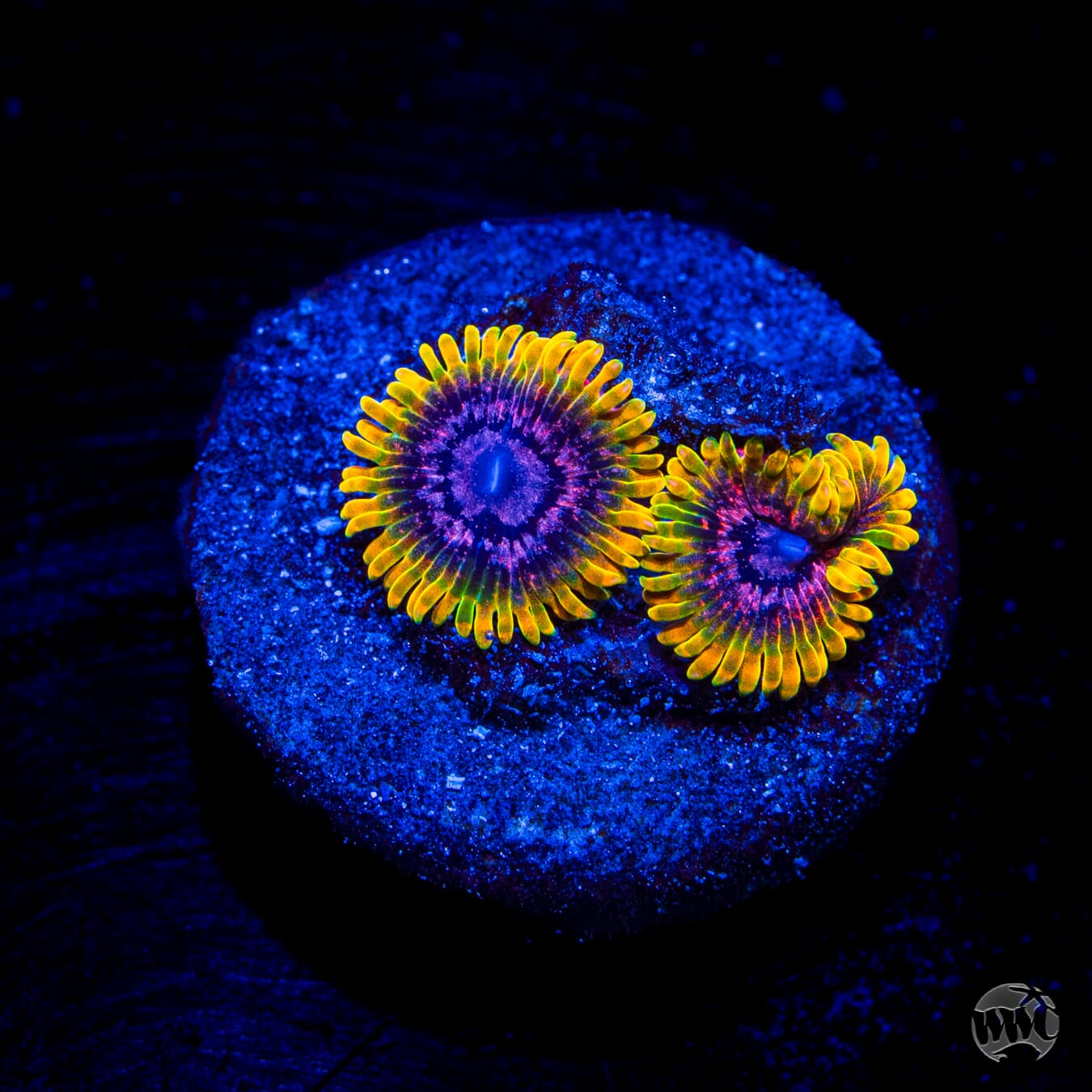 Jason Fox Acid Reflux Zoanthids