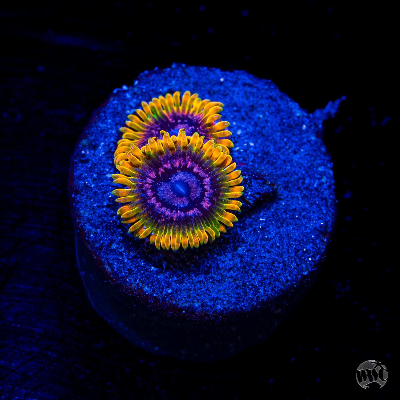 Jason Fox Acid Reflux Zoanthids
