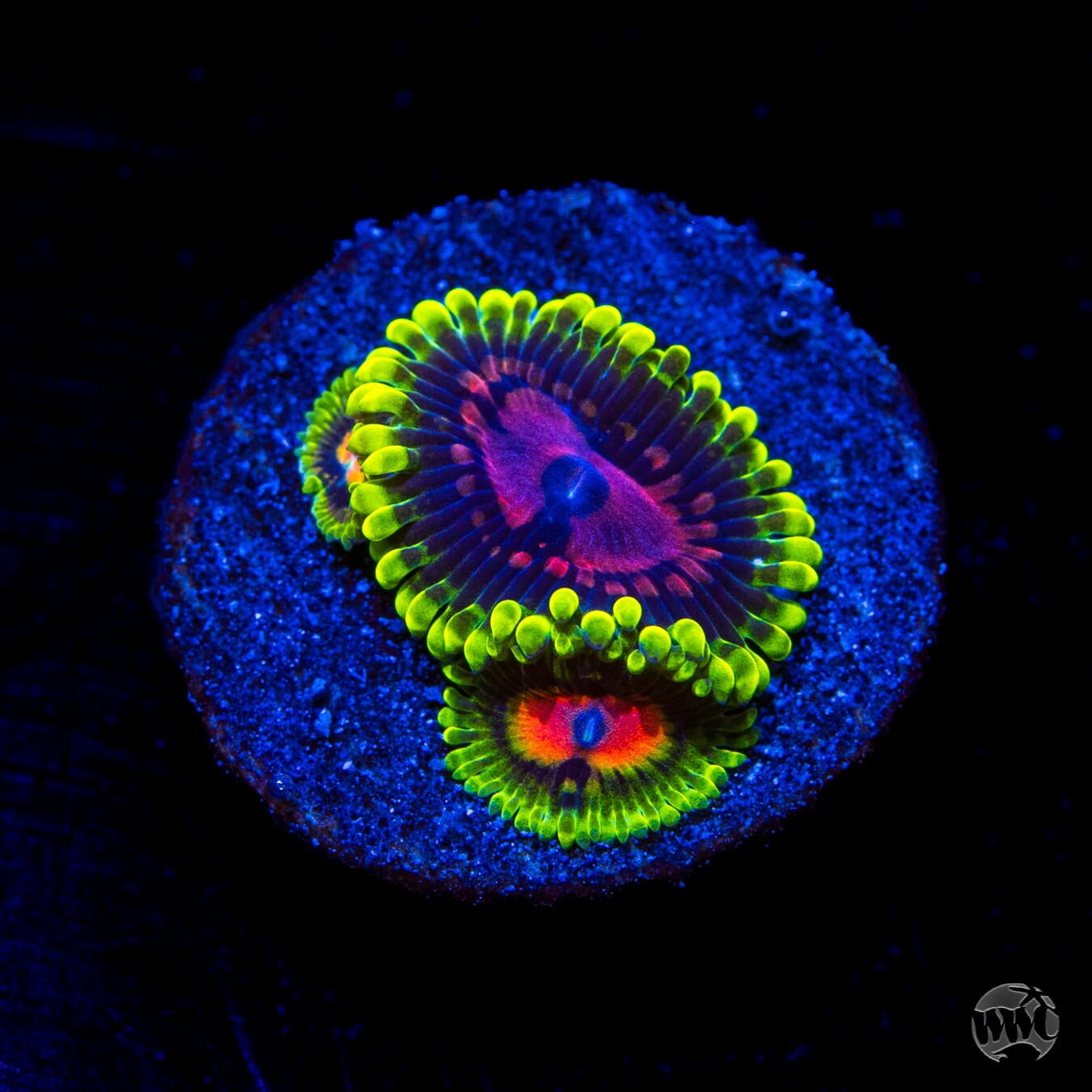 Scarlet Fever Zoanthids