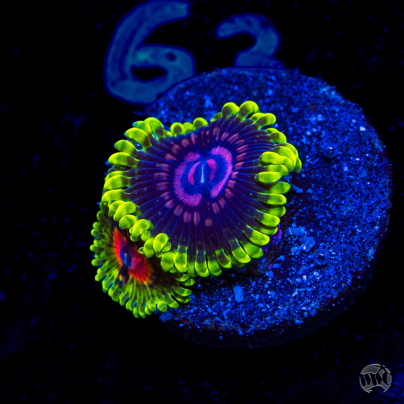 Scarlet Fever Zoanthids