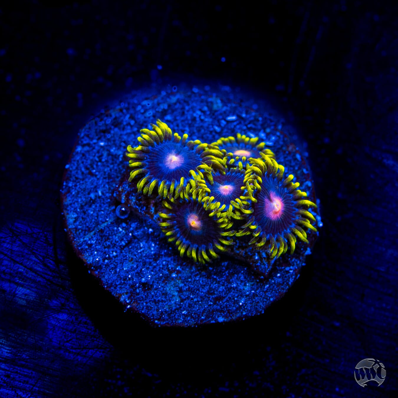 WWC Peacock Nipple Zoanthids