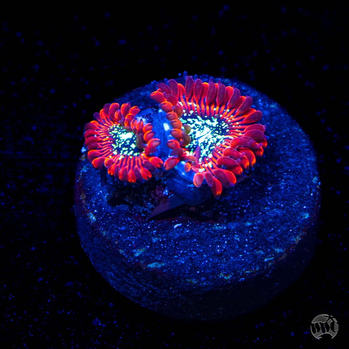 Magician Zoanthids