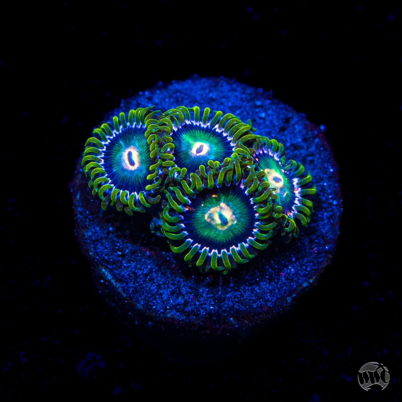 WWC Cosmic Dragon Eye Zoanthids