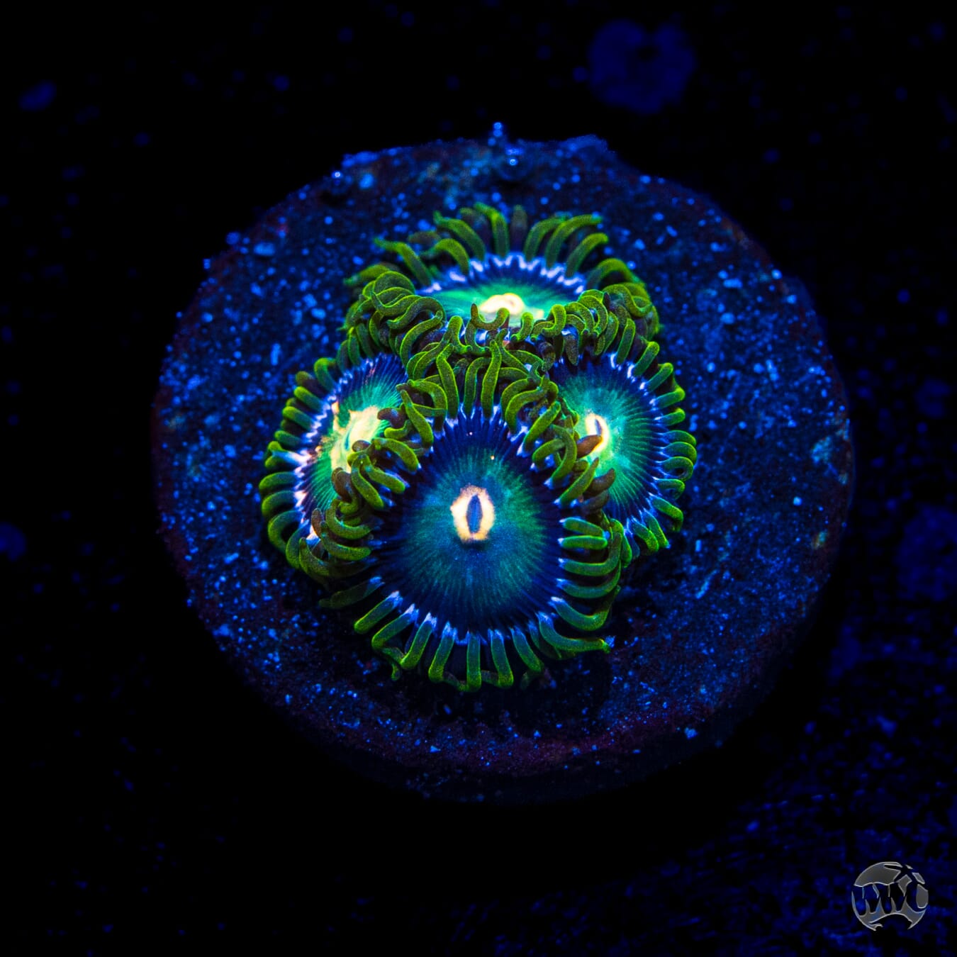WWC Cosmic Dragon Eye Zoanthids