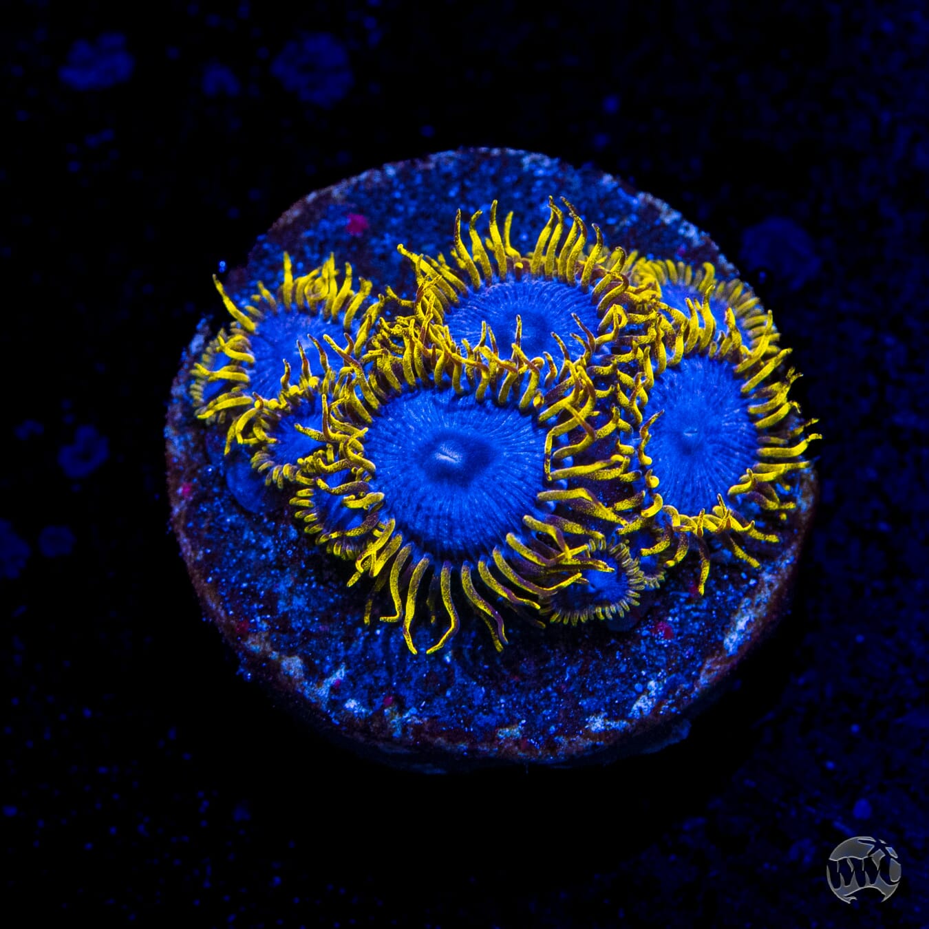 WWC Blue Angel Zoanthids