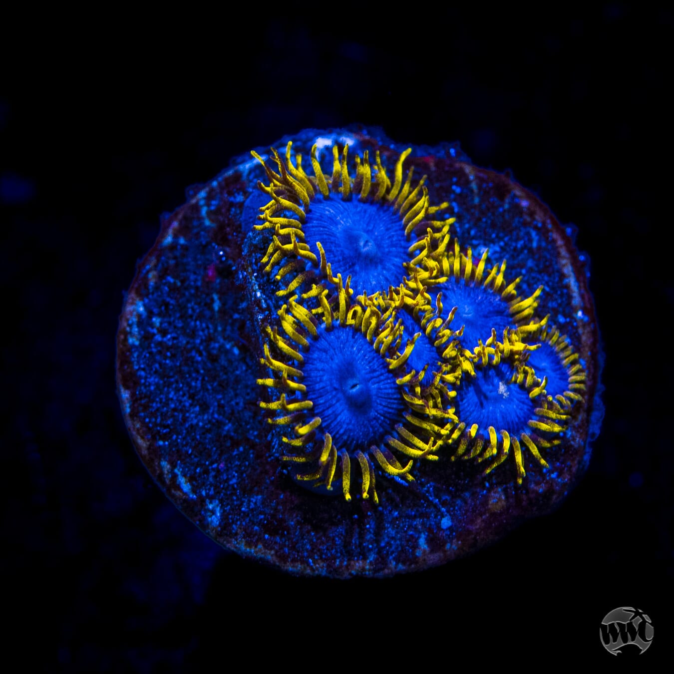 WWC Blue Angel Zoanthids