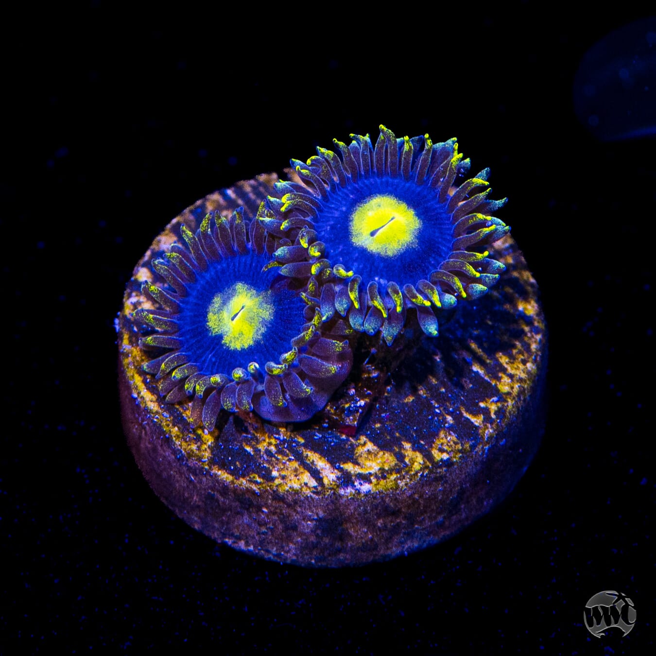 WWC Crazy Kimchi Zoanthids