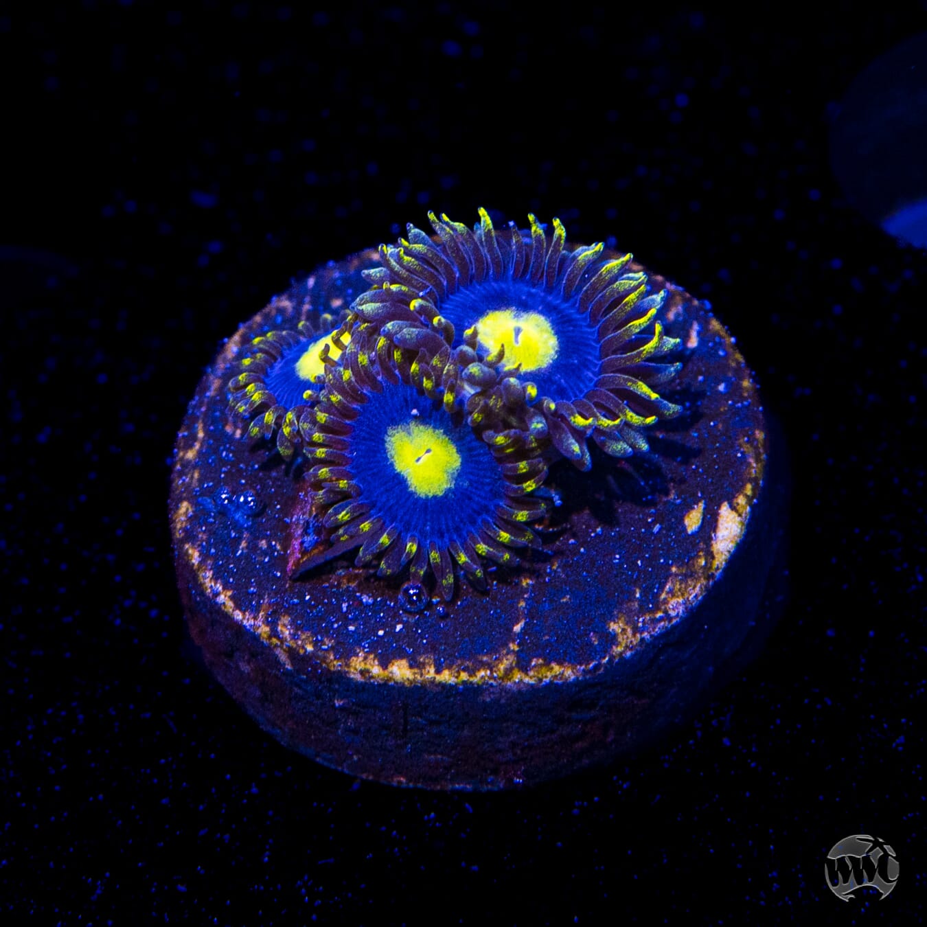 WWC Crazy Kimchi Zoanthids