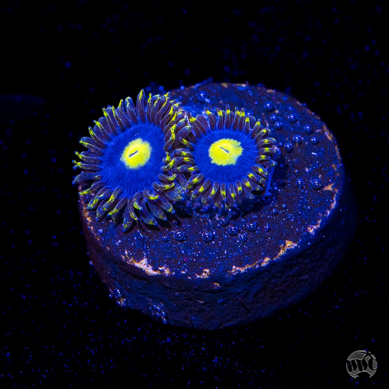 WWC Crazy Kimchi Zoanthids