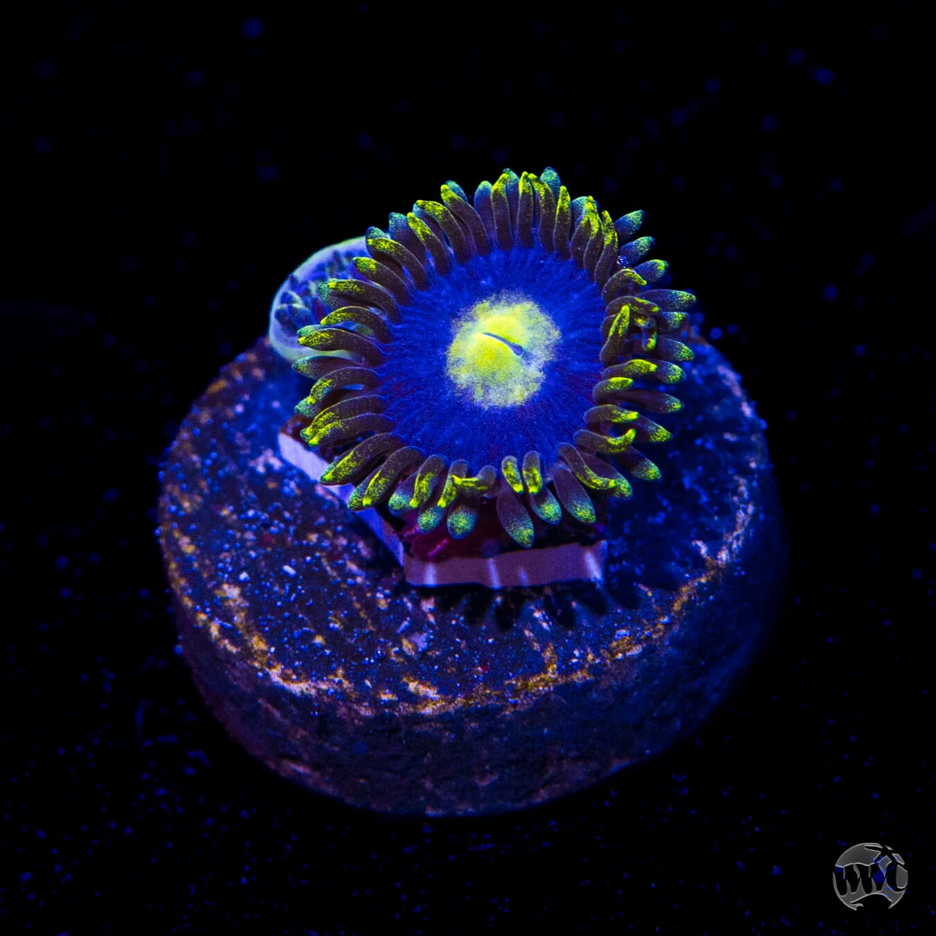 WWC Crazy Kimchi Zoanthids