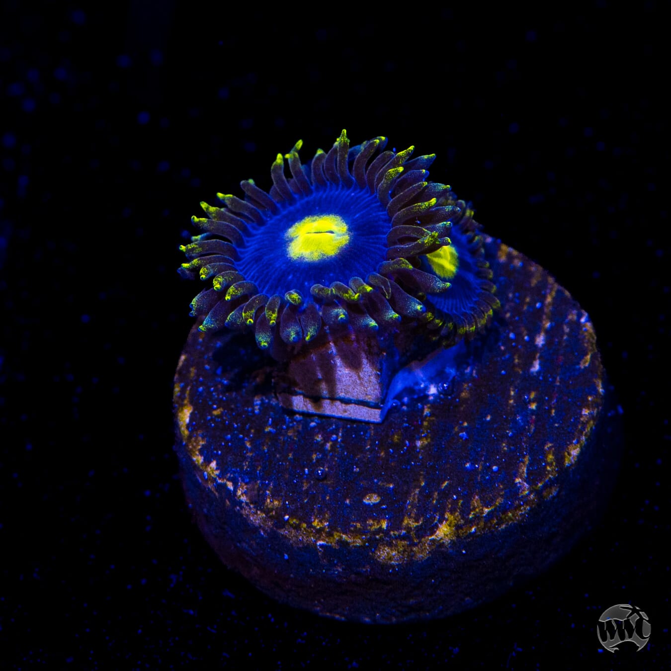 WWC Crazy Kimchi Zoanthids