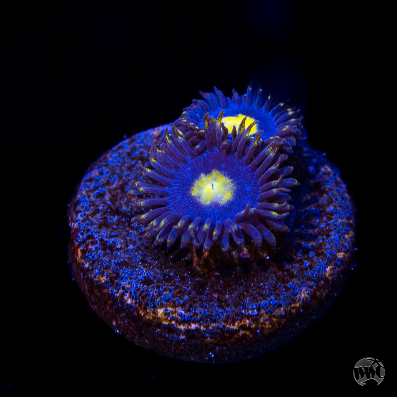 WWC Crazy Kimchi Zoanthids