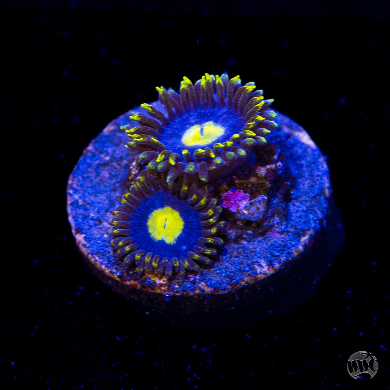 WWC Crazy Kimchi Zoanthids
