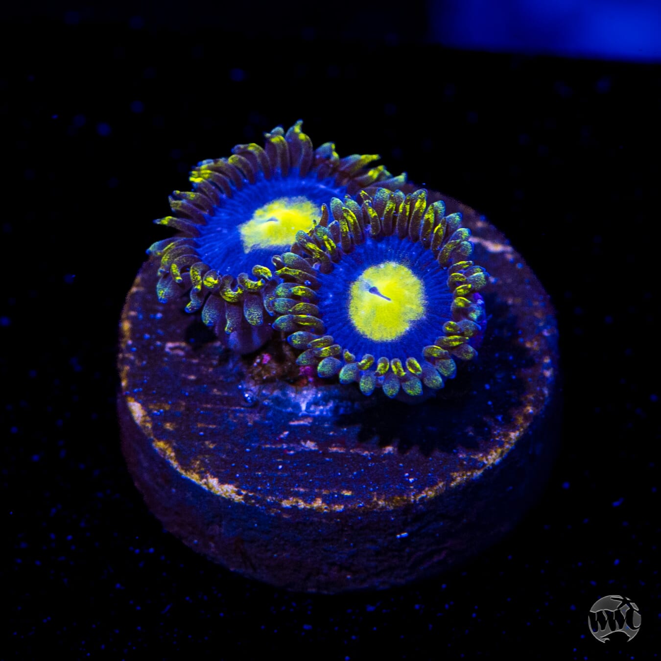 WWC Crazy Kimchi Zoanthids
