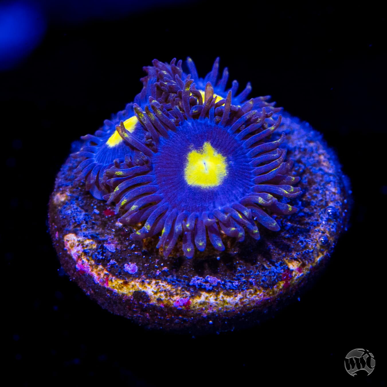 WWC Crazy Kimchi Zoanthids