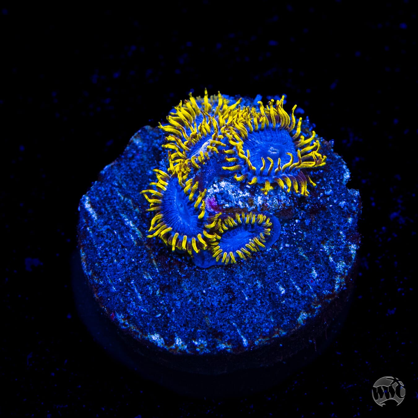WWC Rising Sun Zoanthids