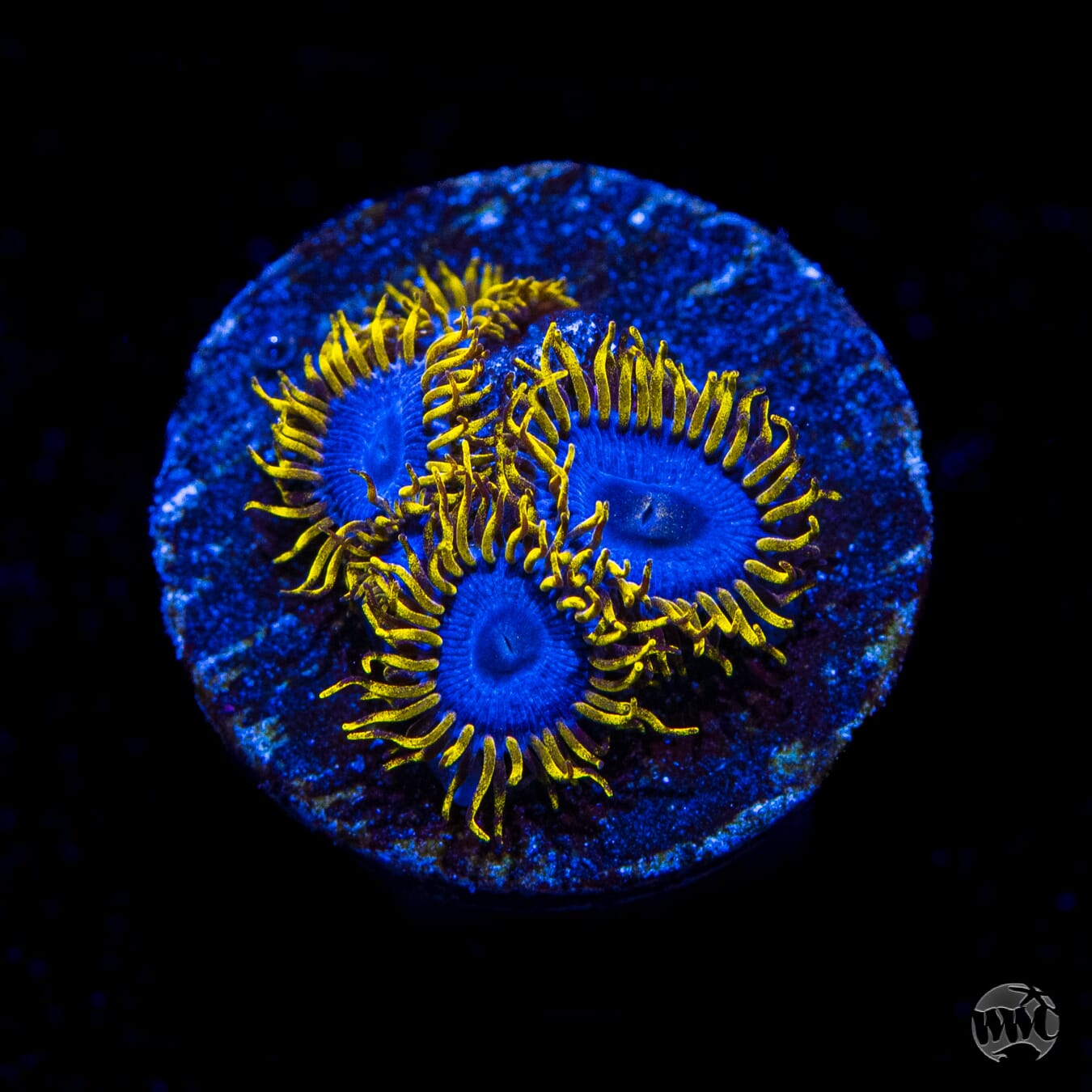 WWC Rising Sun Zoanthids