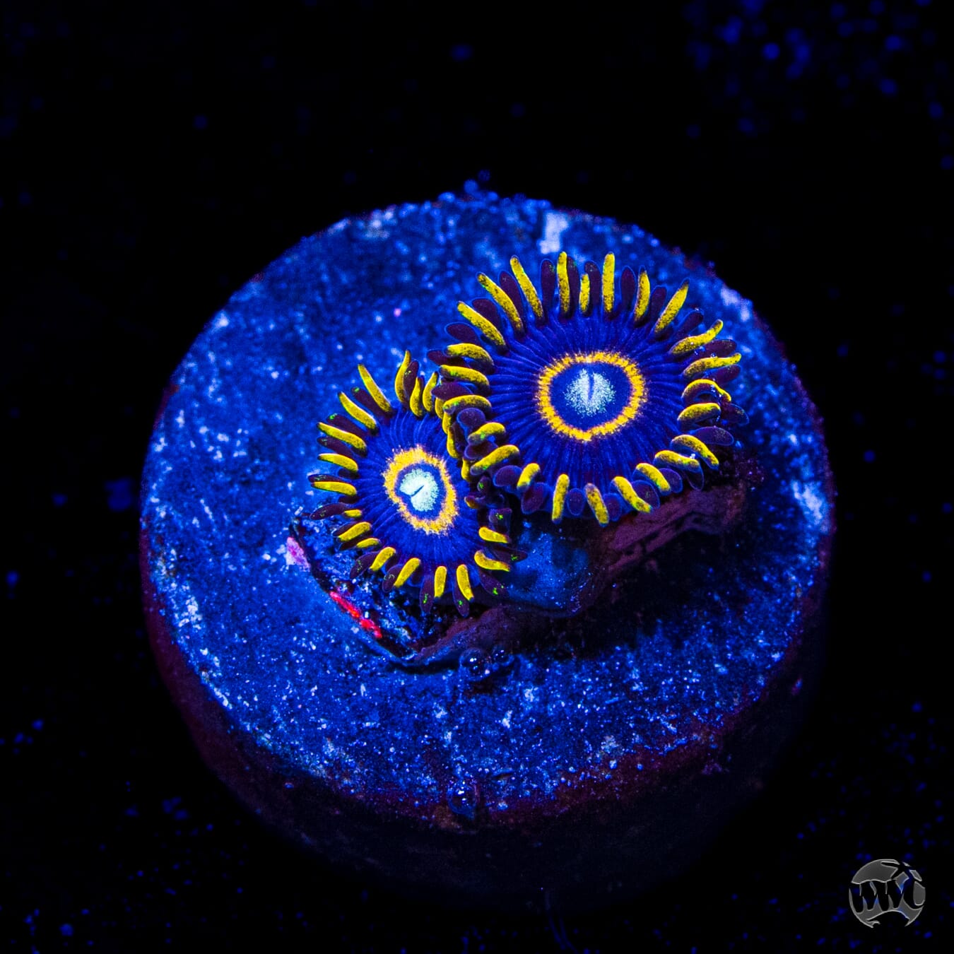 Blue Hornet Zoanthids