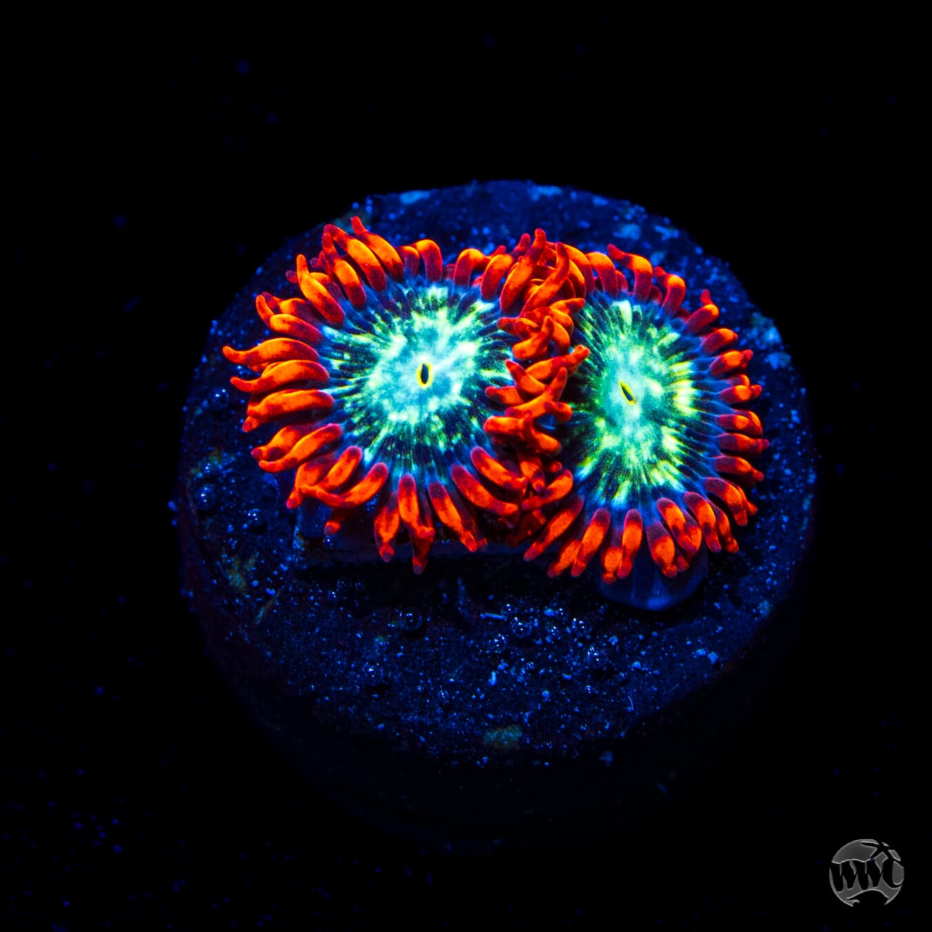 WWC Astral Shift Zoanthids