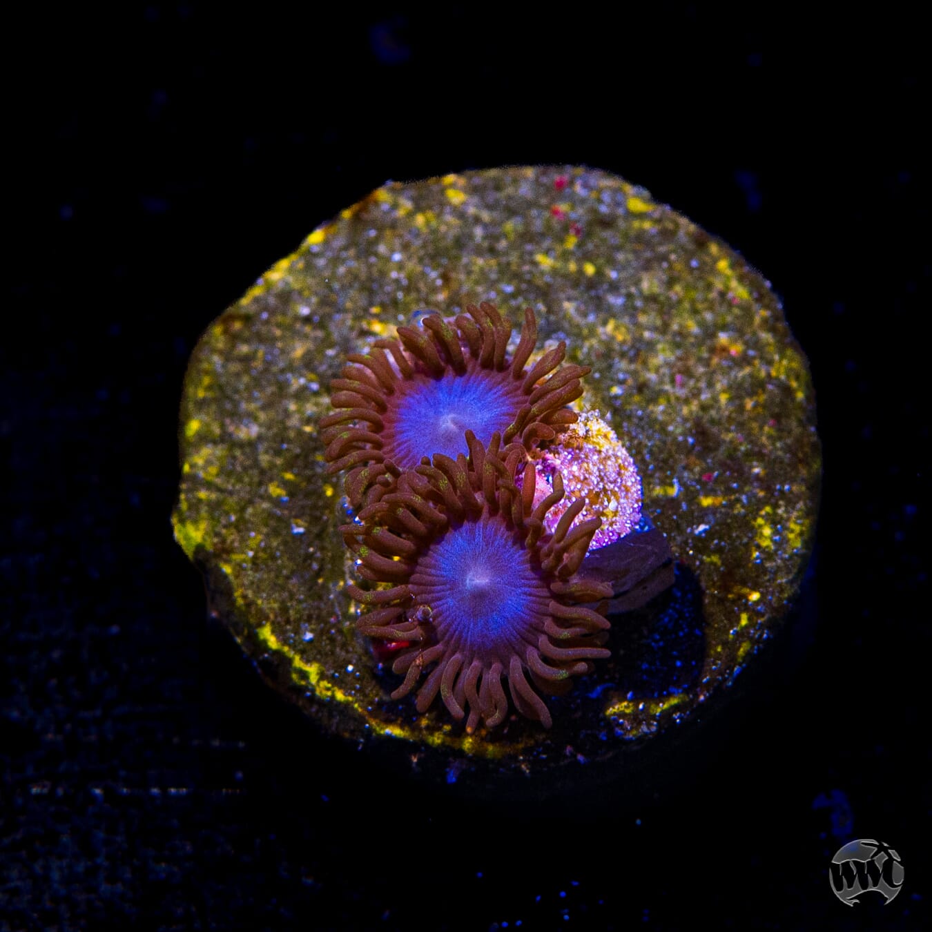 Tubbs Blues Zoanthids