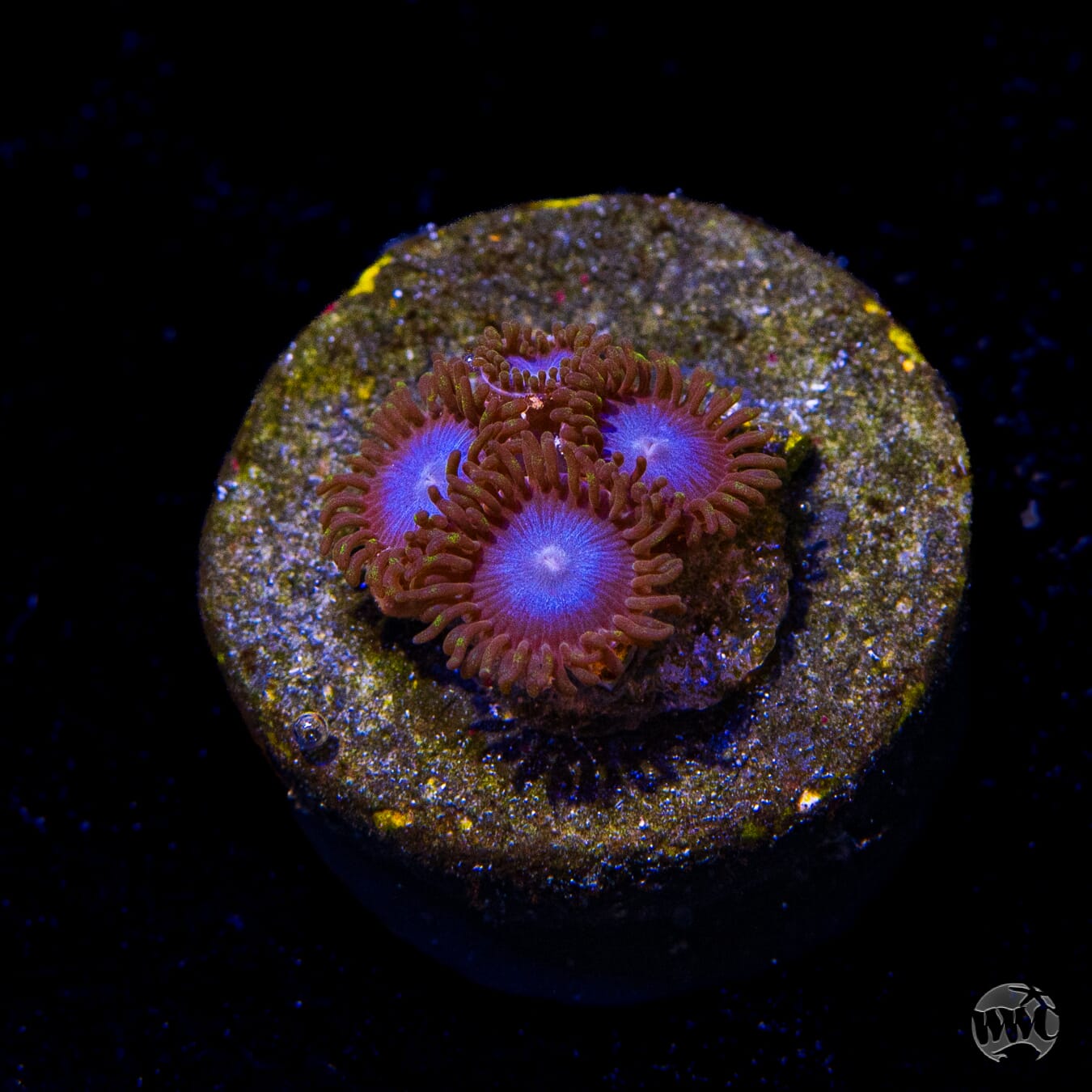 Tubbs Blues Zoanthids