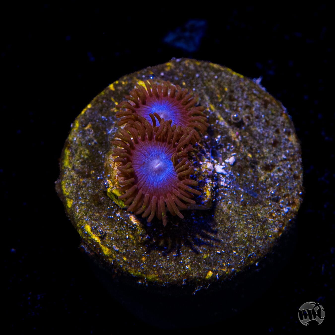 Tubbs Blues Zoanthids