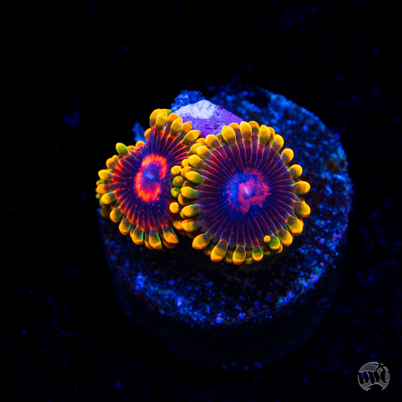 Mind Trick Zoanthids