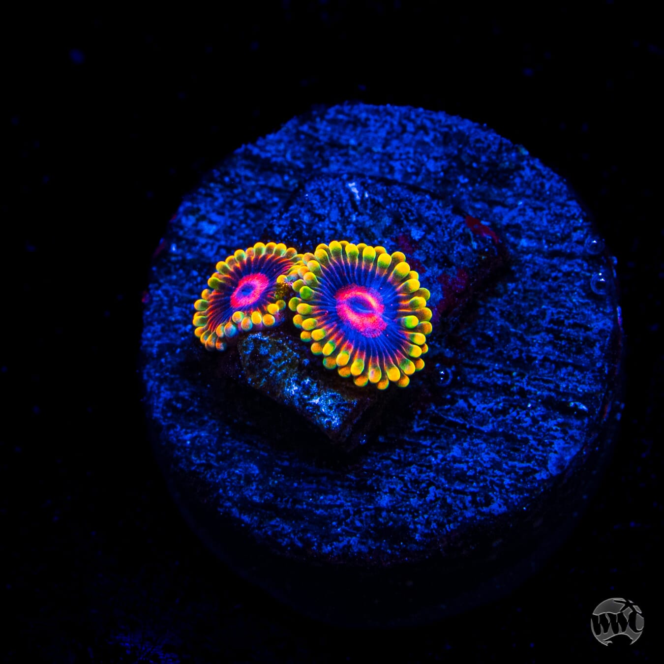 Mind Trick Zoanthids
