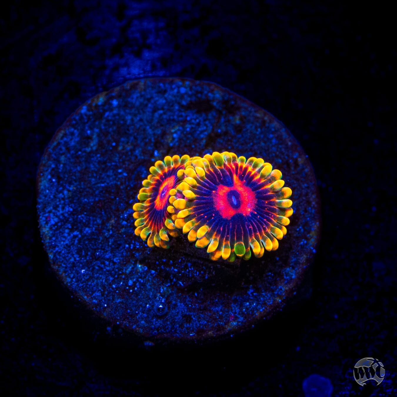 Mind Trick Zoanthids