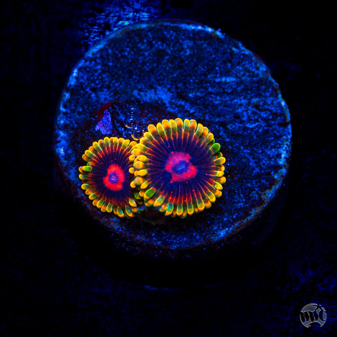 Mind Trick Zoanthids
