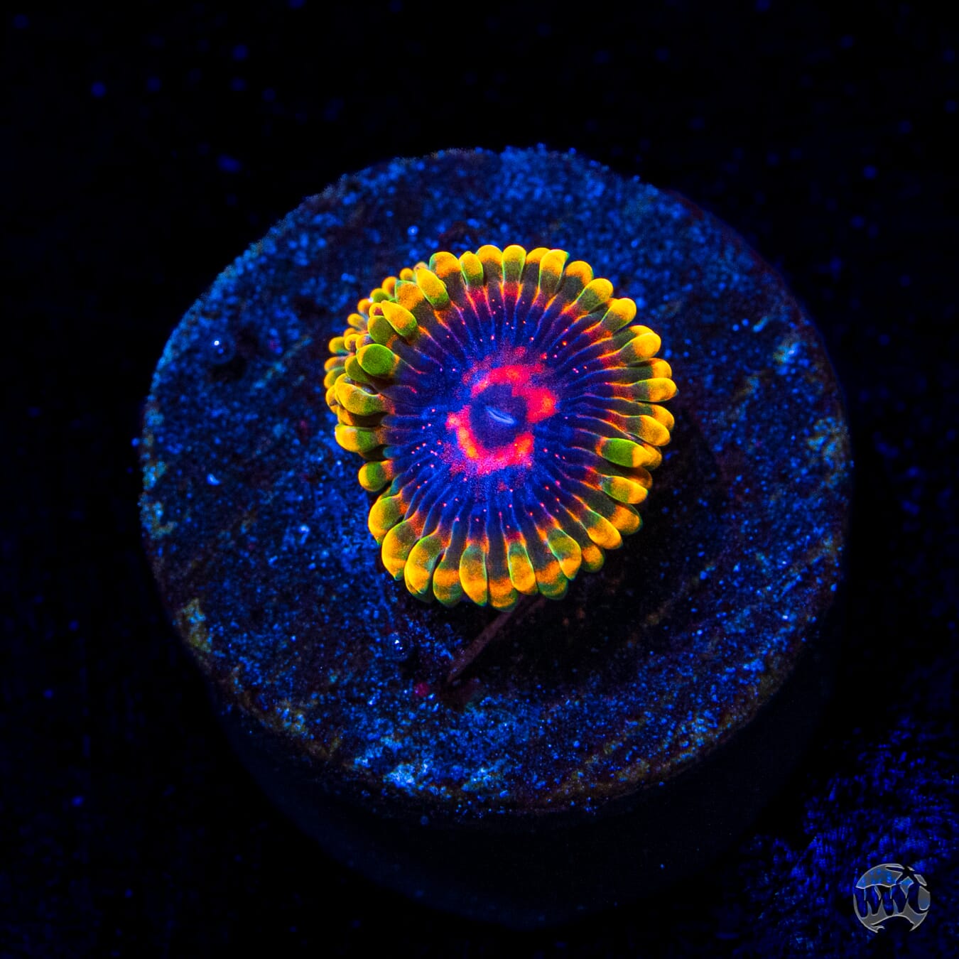 Mind Trick Zoanthids