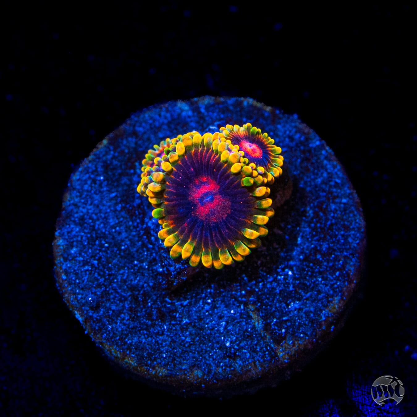 Mind Trick Zoanthids