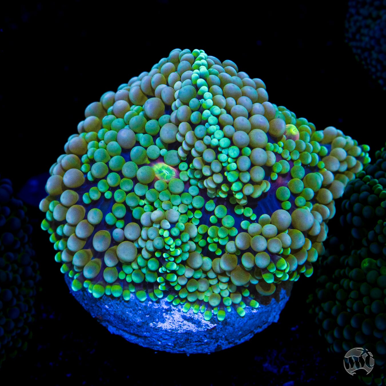 Sour Twist Ricordea Mushroom