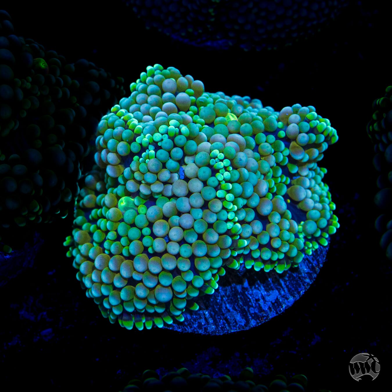 Sour Twist Ricordea Mushroom