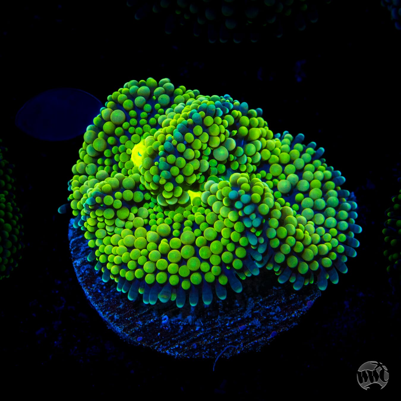 Toxic Ricordea Mushroom