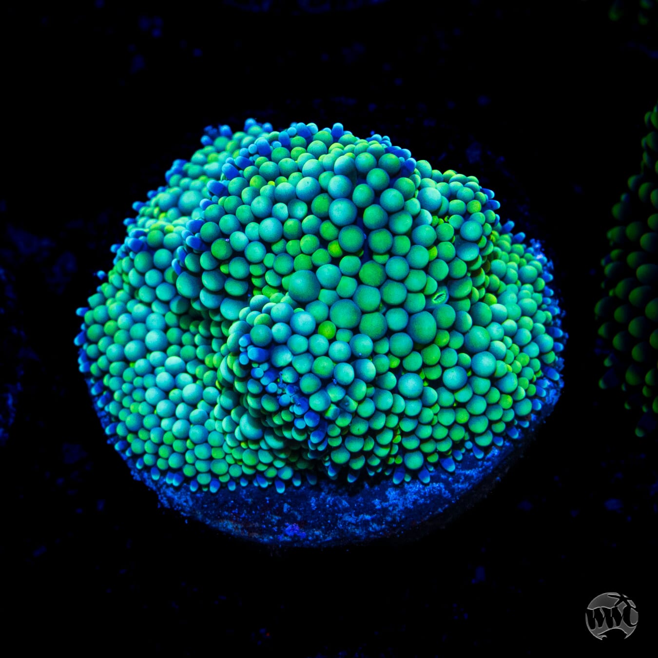 Limelight Ricordea Mushroom