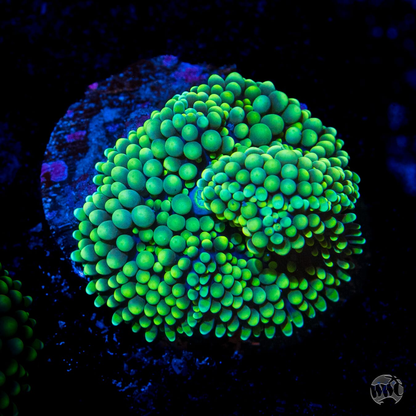 Limelight Ricordea Mushroom