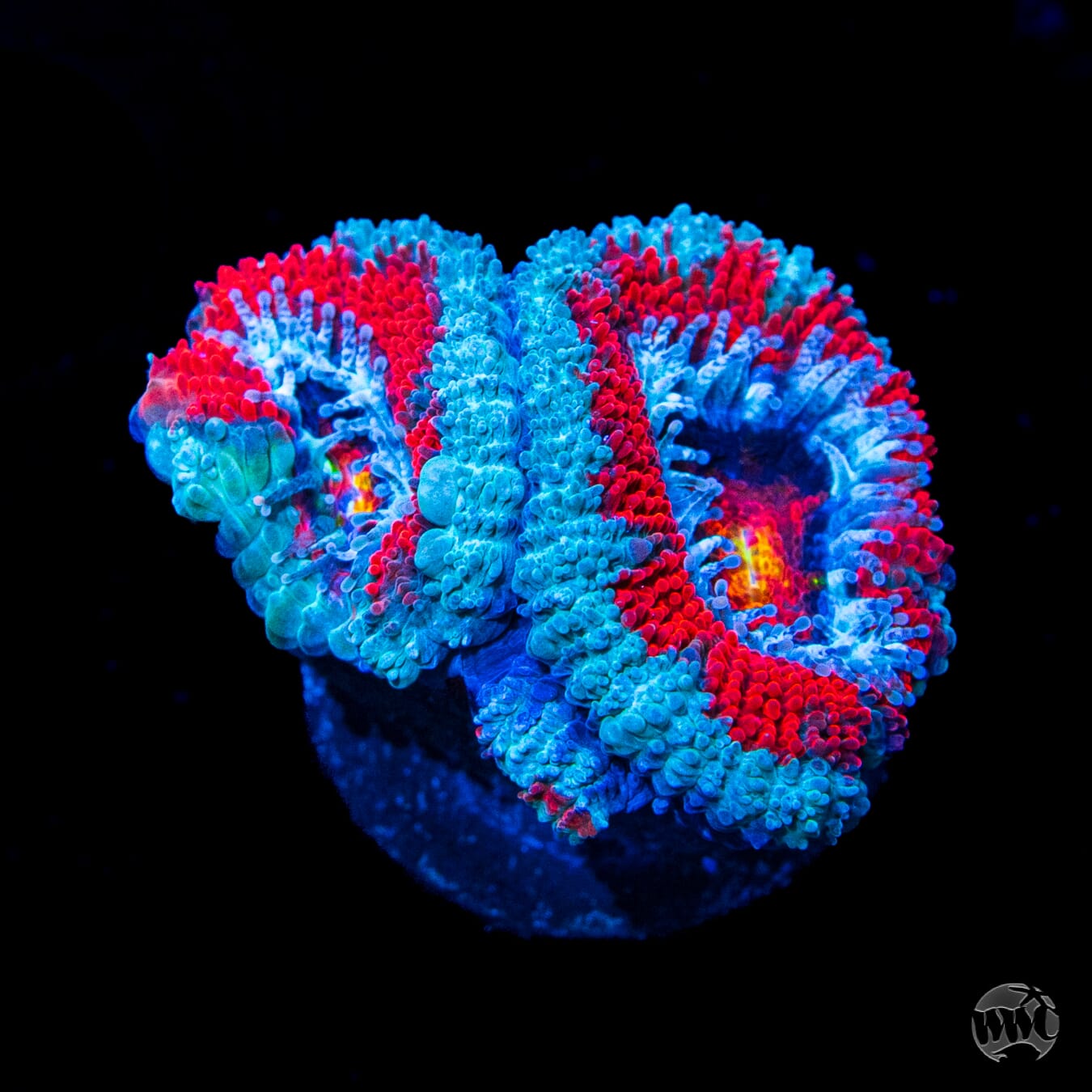 Blue Ring Aussie Lord