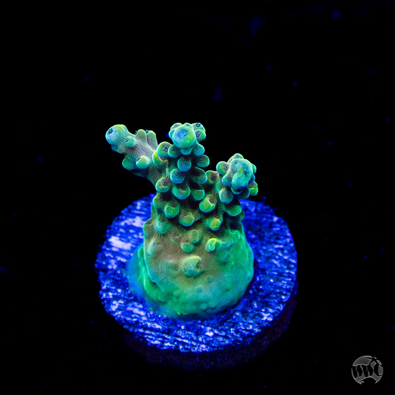 WWC Lady Liberty Acropora