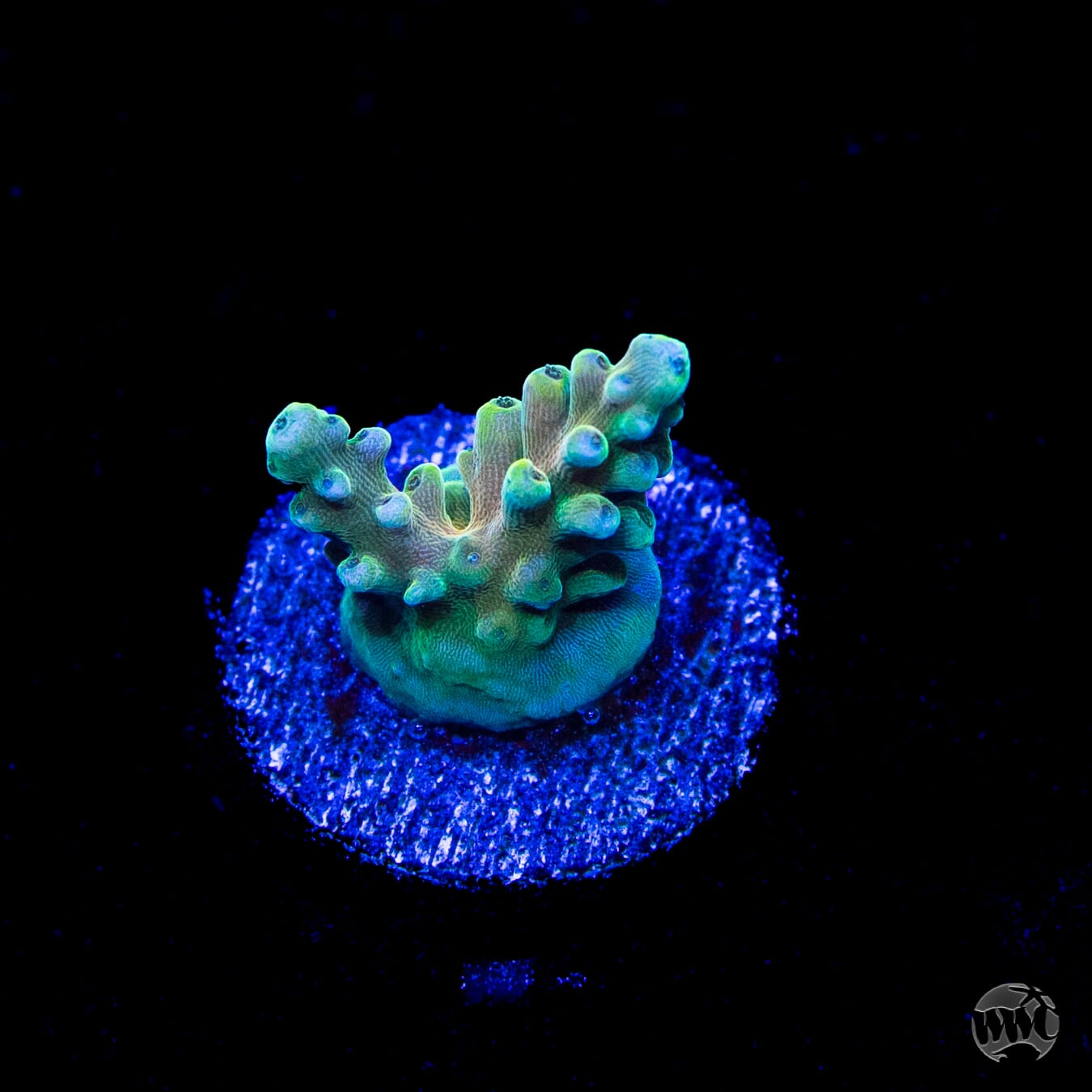 WWC Lady Liberty Acropora