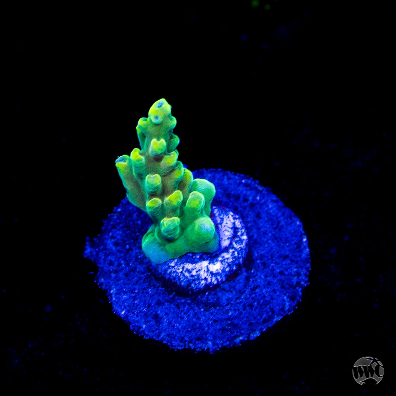 WWC Lady Liberty Acropora