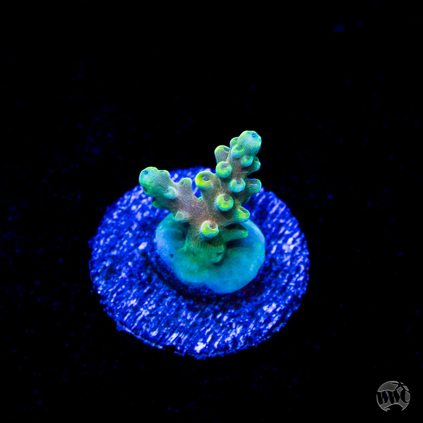 WWC Lady Liberty Acropora