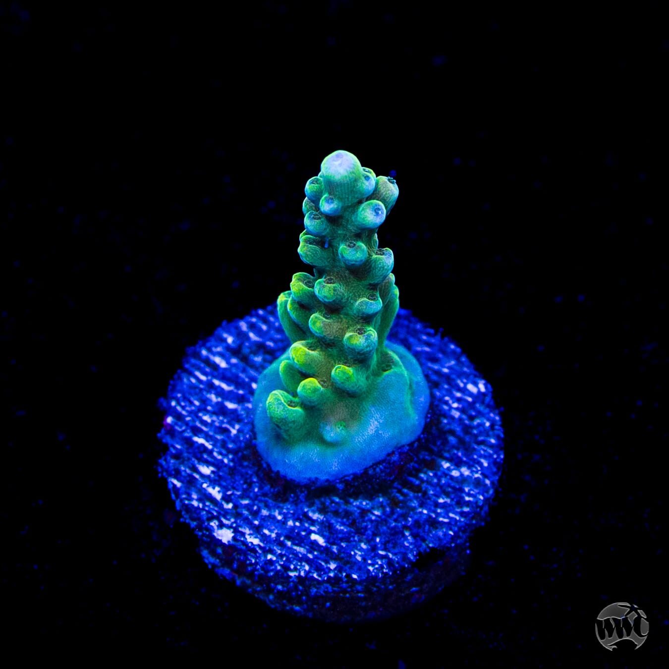 WWC Lady Liberty Acropora