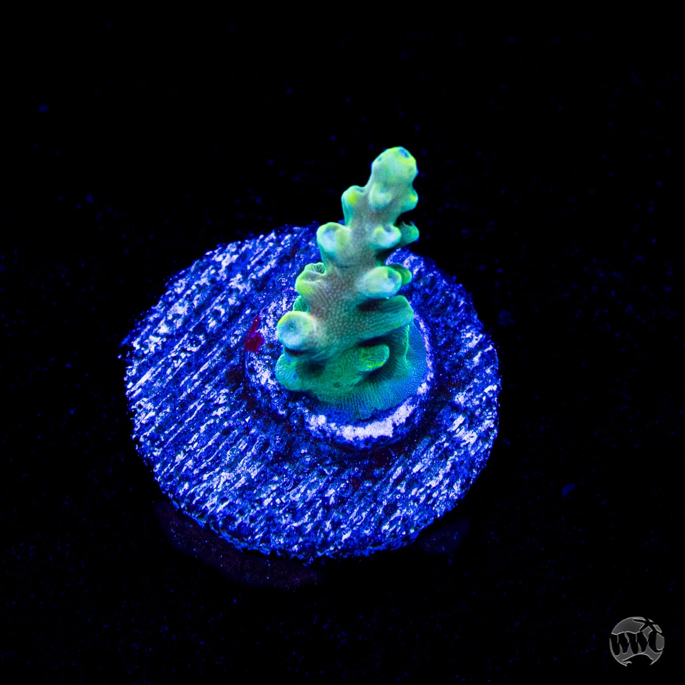 WWC Lady Liberty Acropora