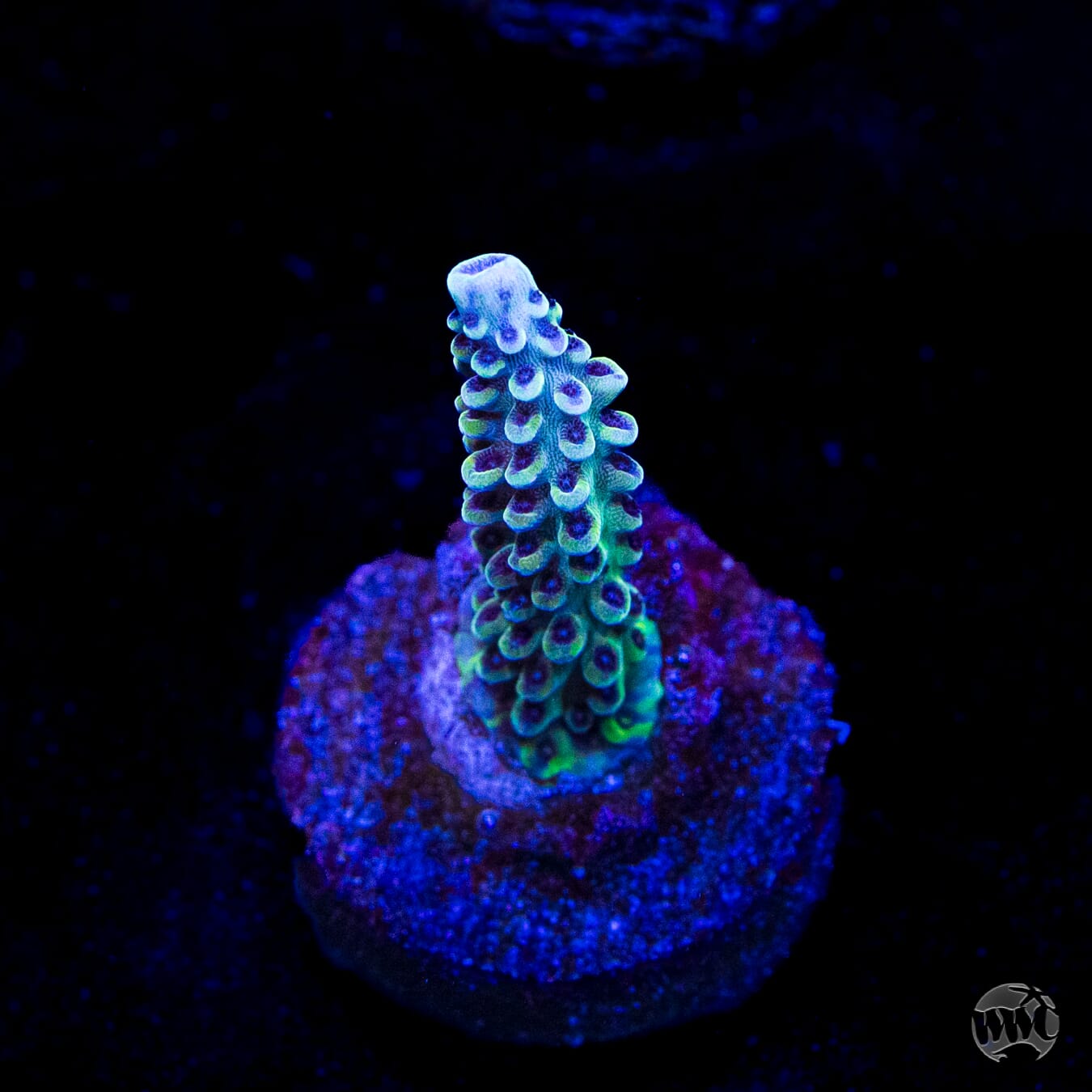 GH Aqua Delight Acropora