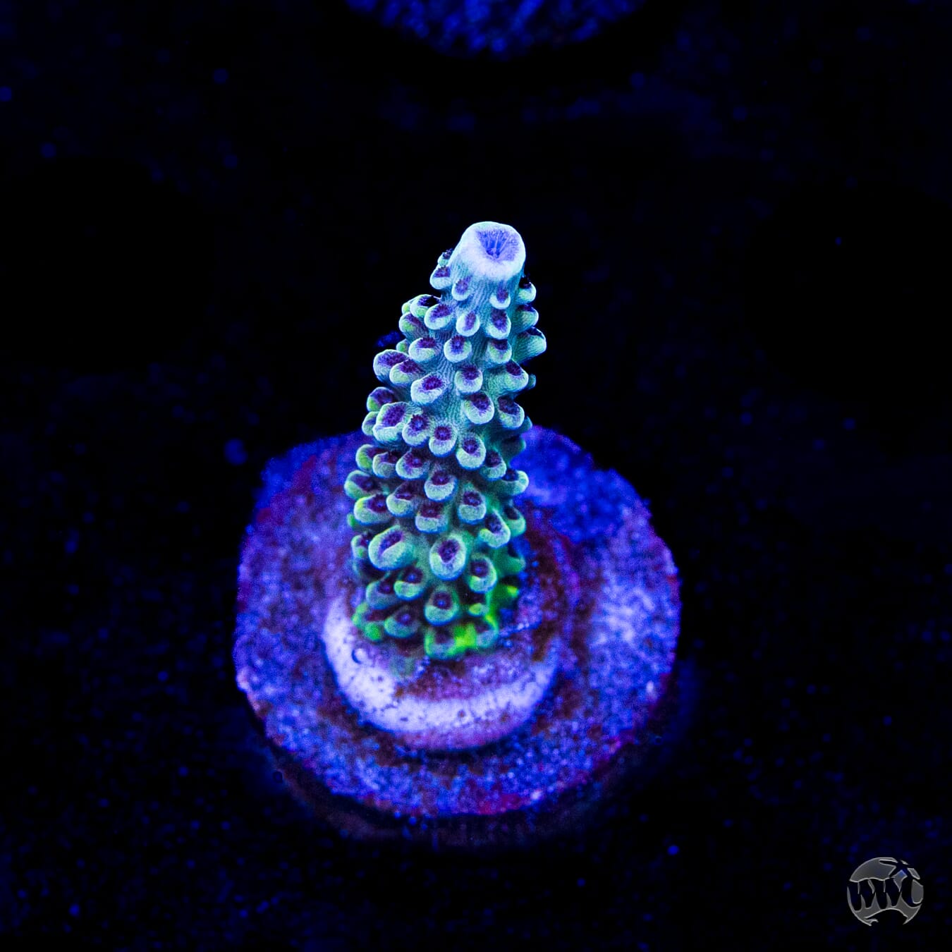 GH Aqua Delight Acropora
