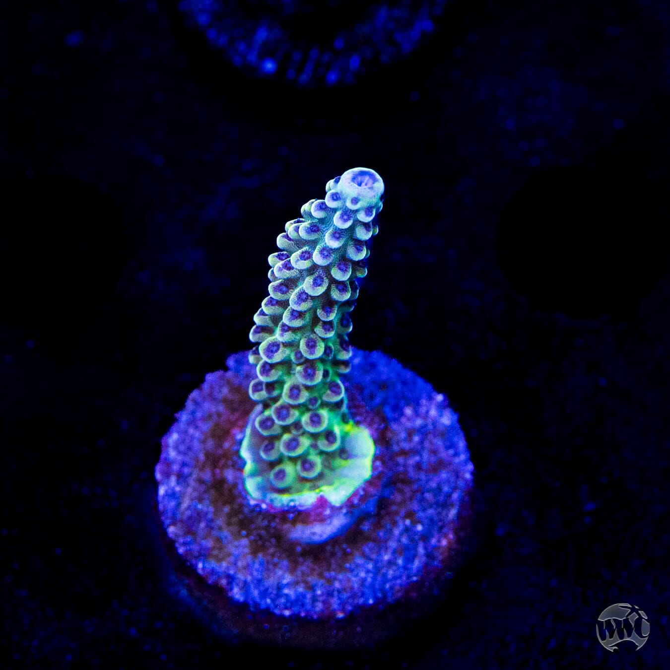 GH Aqua Delight Acropora