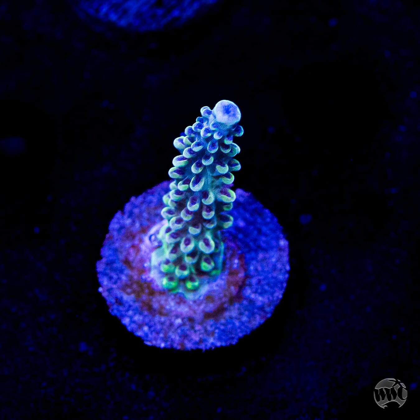 GH Aqua Delight Acropora